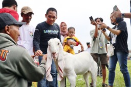 Lumajang Gelar Kontes Kambing Senduro Pra Piala Presiden 2023