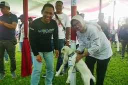 Lumajang Terus Kembangkan Komoditas Kambing Etawa Senduro