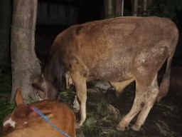 Maling Sapi Acak-acak Desa Kunir Kidul Lumajang