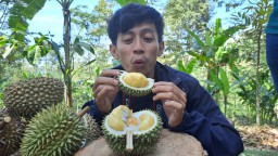 Durian Kembang Lumajang, Si Mungil Dengan Cita Rasa Manis Legit