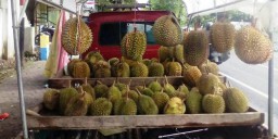 Orang Lumajang Lebih Suka Durian Murah