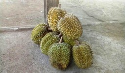 Lumajang Diserbu Durian Asal Malang