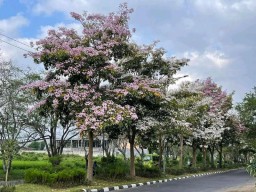 Cantiknya Bunga Tabebuya Bermekaran di Embong Kembar Lumajang