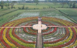 Kebun Bunga Gerbas Tani Rowokangkung Lumajang Segera Dibuka