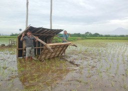 Gubuk Sawah Petani Yosowilangun Roboh Diterjang Angin