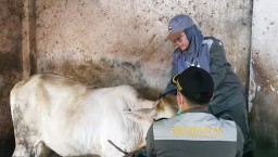 Pemkab Lumajang Pastikan Hewan Kurban Kondisi Sehat