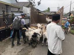 Pemerintah Siapkan Pakan Bagi Hewan Ternak Korban APG Semeru