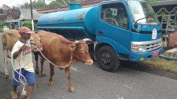 Hewan Ternak Korban Banjir Rowokangkung Mulai Dipulangkan