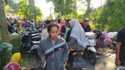 Ribuan Ikan Mabuk Terkena "Koyok" di Ranu Klakah Lumajang