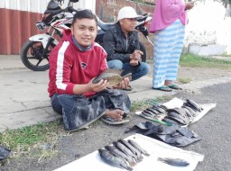 Akibat Fenomena "Koyok" di Ranu Klakah Lumajang Harga Ikan Anjlok