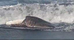 Hiu Tutul Ditemukan Mati Terdampar di Pantai Drajid Lumajang