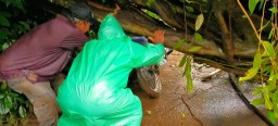 Pohon Tumbang Menutup Jalan, Jalur Penghubung Lumajang - Malang