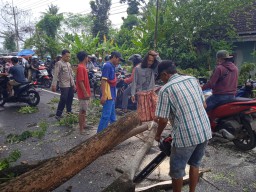 Sempat Macet, Pohon Tumbang Menutup Jalan Raya Desa Tekung Lumajang