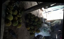 Wow...! Tempursari Sedang Panen Raya Durian, Harganya Murah Meriah