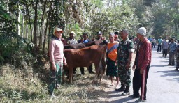 Kirim Sinyal Perang Pada Aparat, Dalam Semalam Maling Sapi Beraksi di 5 Titik