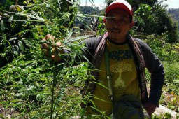 Tumbuh Subur, Polres Lumajang Temukan Ladang Ganja di Gunung Banyak Candipuro