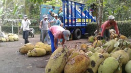 Panen Raya, 3 Jenis Nangka Khas Ranuyoso Akan Bikin Kamu Ngiler.. !!