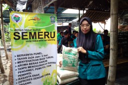 BUMDes Gesang Sejahtera Produksi Pupuk Organik dan Jual Beras Sehat Semeru