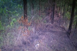 Terekam Kamera, Macan Tutul Semeru Muncul di Sekitar Senduro