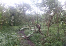 Teror Pelestarian Lingkungan, Posko Laskar Hijau di Gunung Lemongan Dirusak