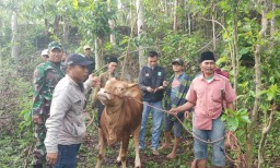 Jelang Subuh Sapi Warga Sawaran Lor Lumajang Digondol Maling