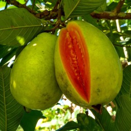 Jus Jambu Biji Jadi Obat DBD, Bagaimana Faktanya?