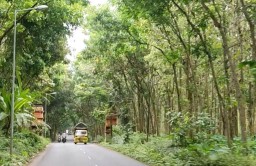 Brrrr.! Sejuknya Melintasi Jalan Hutan Jatian Senduro Lumajang