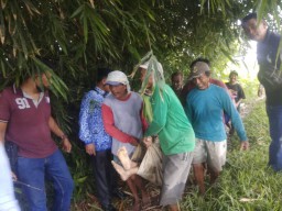 Kakek di Desa Tukum Lumajang Meninggal Saat Cari Rumput