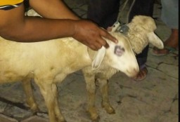 Polsek Kunir Tangkap Pelaku Maling Kambing Asal Desa Karanglo