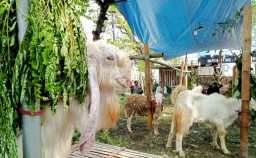 Jelang Idul Adha Harga Kambing di Lumajang Stabil