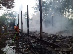 Kandang Ternak di Kunir Lumajang Terbakar Sebab 23 ribu Ayam Gosong