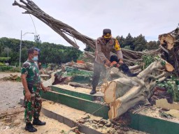 Kapolres Lumajang Ikut Evakuasi Pohon Beringin Alun-alun