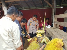 Hahaha....Lucu, Kapolres Lumajang Makan Nangka Klakah Dibuat Blepotan Getahnya