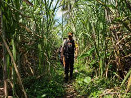 Kapolres Lumajang Kerahkan 2 Drone Untuk Cari Sapi Milik Warga Salak - Randuagung