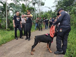 Gilaa..! Kapolres Lumajang Kejar Maling dan Sapi Warga Klakah Ditemukan di Probolinggo