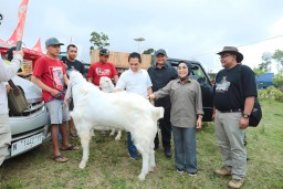 Kontes Piala Presiden 2023 Kambing Senduro Digelar di Lumajang