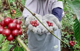 Pemerintah Lumajang Dorong Terbentuknya Koperasi Petani Kopi