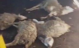 5 Ekor Kambing di Desa Pasrujambe Lumajang Mati Misterius