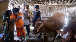 Kapolres Lumajang Keler Maling Sapi Yosowilanggun Dibanjiri Warga