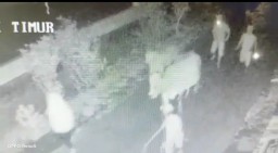 Tenang, Aksi Maling Tuntun Sapi Terekam CCTV di Klakah Lumajang