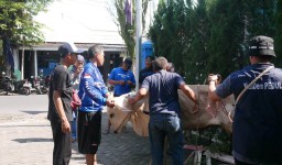 NasDem Lumajang Ajak Masyarakat Konsumsi Daging Sapi Sehat