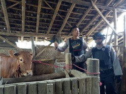 Tim Cobra dan Panther Lumajang Olah TKP Sapi Curian Berhasil Ditemukan