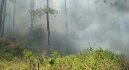 Kemarau Panjang Hutan Pinus di Oro-oro Ombo Lumajang Terbakar