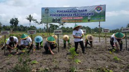 Bupati Lumajang Jadikan Candipuro Sentra Padi Organik