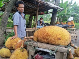 Menjelang Akhir Musim Buah Nangka Lumajang. Yuk.. ! Simak Harganya