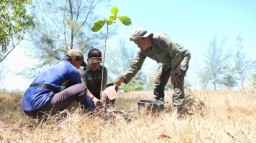 Wisata Pantai Mbah Drajid Lumajang Terus Menghijau