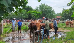 Sapi Potong Impor Masuk Meski Lumajang Surplus Daging