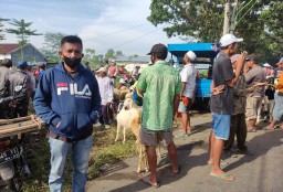 Pasar Hewan Lumajang Akhirnya Dibuka Khusus Pedagang Kambing