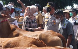 18 Kecamatan di Lumajang Zona Merah Penularan PMK Ternak Sapi