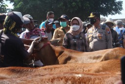 PMK Menggila, Kapolres Lumajang Sarankan Jual Sapi Lewat Online